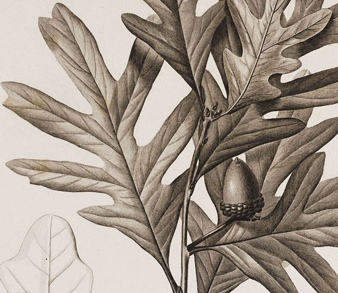 Querus alba (white oak), detail of an engraving after a drawing by Pierre-Joseph Redouté, in Histoire des chênes de l'Amérique, by André Michaux, plate 5, 1801 (Linda Hall Library)