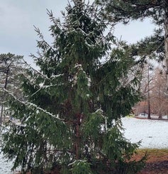 Oriental Spruce winter