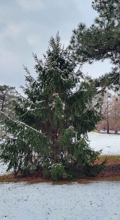 Oriental Spruce winter