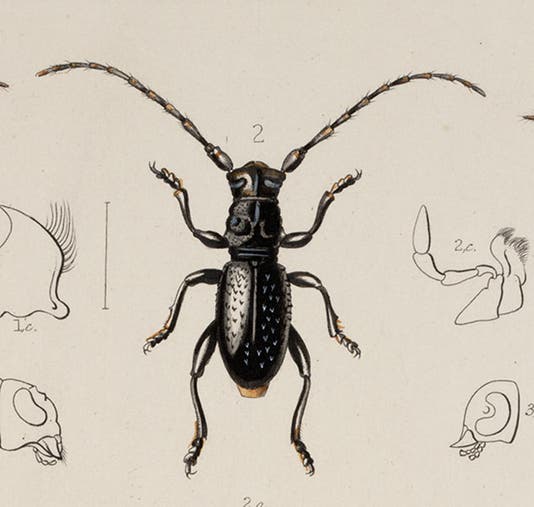 Deucalion beetle, detail of third image, from T. Vernon Wollaston, <i>Insecta Maderensia</i>, 1854 (Linda Hall Library)