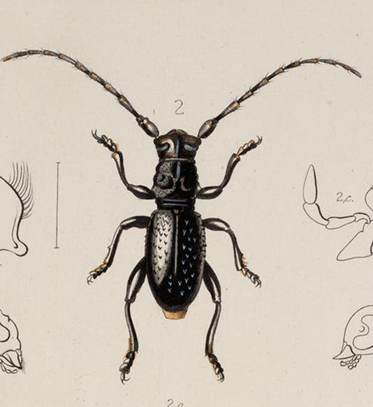 Deucalion beetle, detail of third image, from T. Vernon Wollaston, <i>Insecta Maderensia</i>, 1854 (Linda Hall Library)
