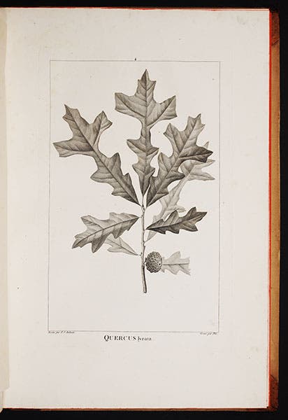 Overcup oak, in André Michaux, Histoire des Chênes, 1801 (Linda Hall Library)