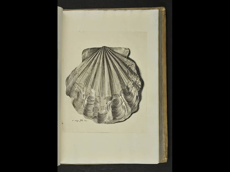 Historiae Conchyliorum, an encyclopedia of shells