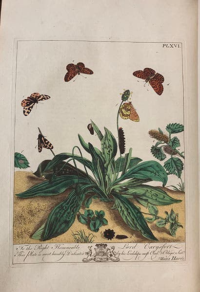 Various stages of the Glanville fritillary and the Small Tiger butterfly, hand-colored engraving, The Aurelian: or, Natural History of English insects, by Moses Harris, 1766 (Linda Hall Library; photo by the author)