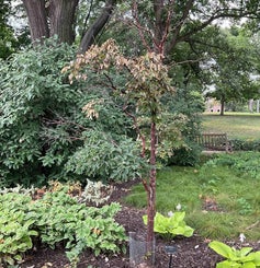 Paperbark Maple summer