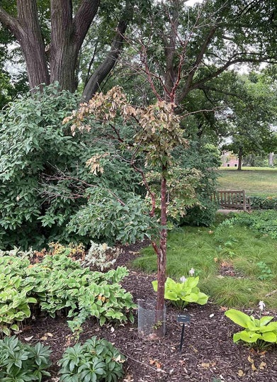 Paperbark Maple summer