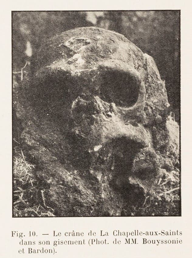Skull of the “Old Man” Neanderthal in situ, photo in “L’Homme fossile de La Chapelle-aux-Saints,” by Marcellin Boule, Annales de Paleontologie, vol. 6, 1911 (Linda Hall Library)