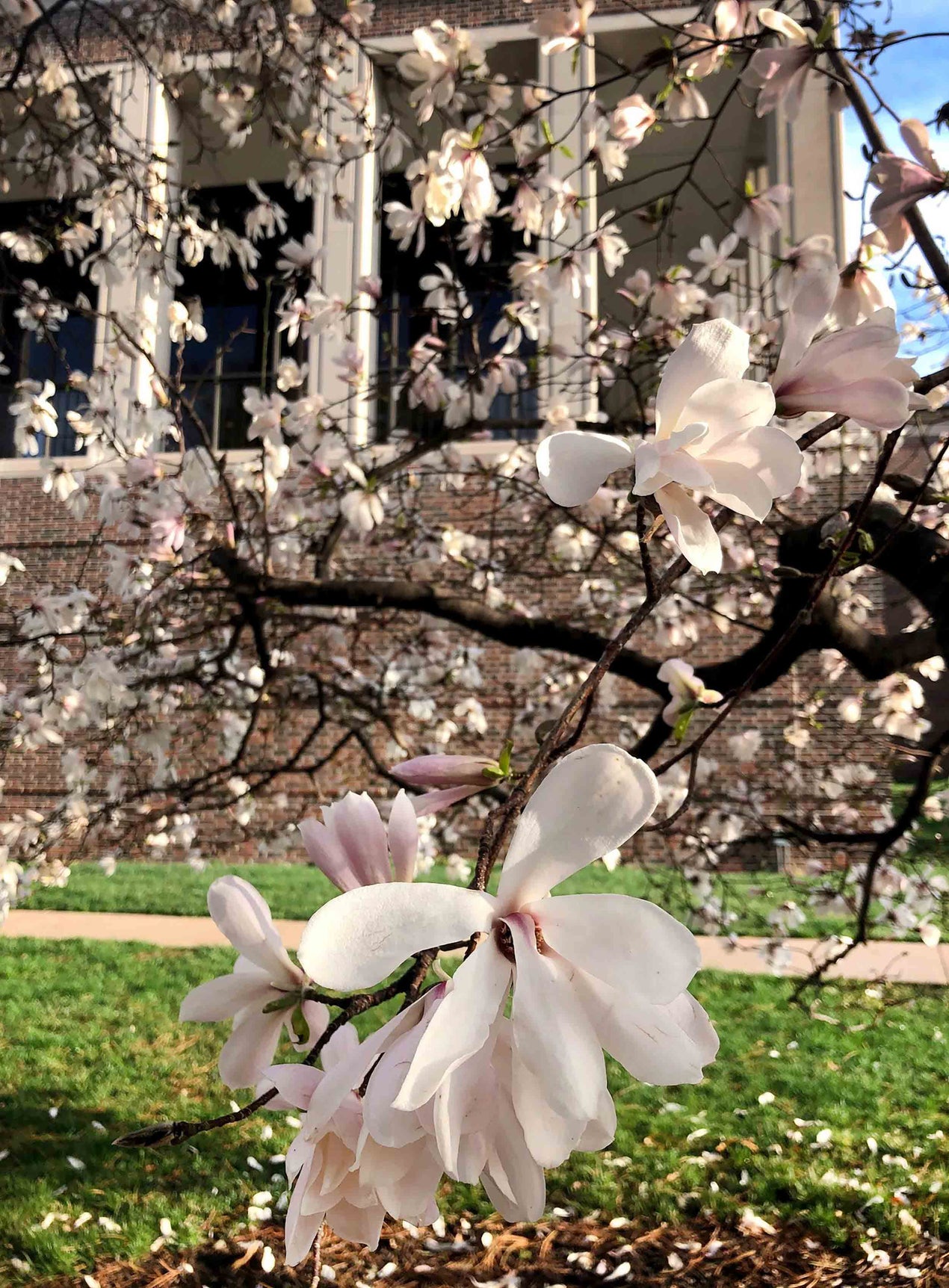 Linda Hall Library arboretum anise magnolia
