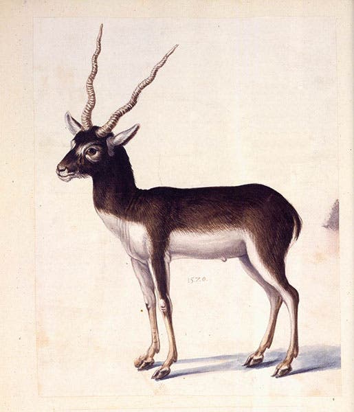 Blackbuck, watercolour and gouache, by Giuseppe Arcimboldo, 1570, Austrian National Library, Vienna (wga.hu)