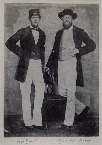 Portrait of Alfred Russel Wallace (right) and a companion in Singapore, photogaph,1862, National Portrait Gallery, London (npg.org.uk)