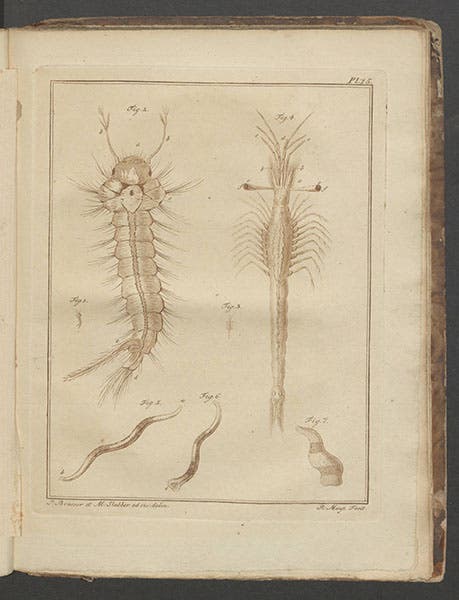 Plate 15 of Martinus Slabber, Natuurkundige verlustigingen, 1778 , showing a mosquito larva, some marine worms, and a stalked shrimp, Mesopodopsis slabbery fig. 3 (life-size) and fig. 4 (magnified) (Linda Hall Library)