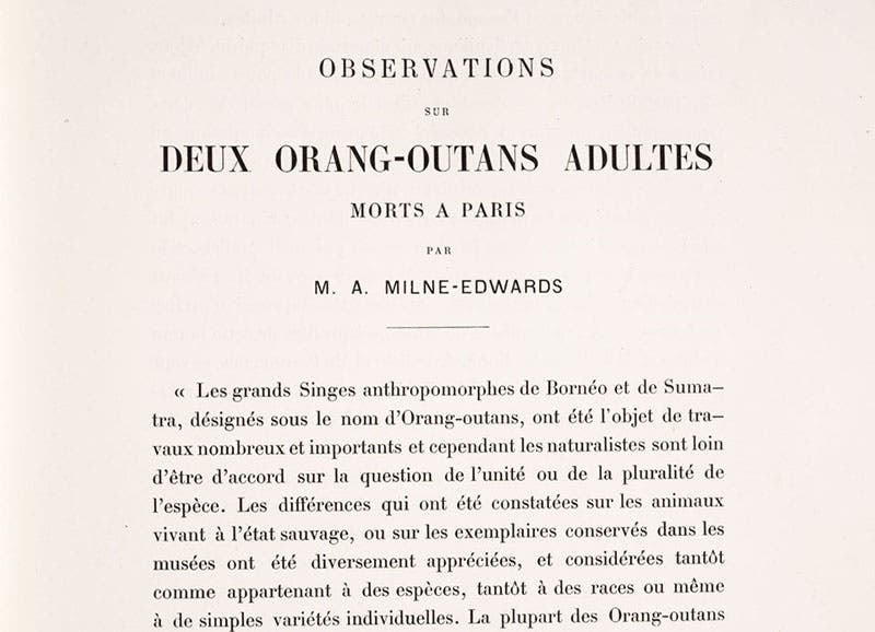 First page of introduction by Alphonse Milne-Edwards to articles on the Paris orangutans, Nouvelles Archives du Muséum d’Histoire Naturelle, ser. 3, vol. 7, 1895 (Linda Hall Library)