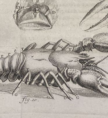 A crayfish, top view, detail of third image, from René-Antoine Ferchault de Réaumur, “Sur les diverses reproductions qui se font dans les Ecrevisses …,” Histoire de l’Académie Royale des Sciences, avec les Memoires … année 1712, plate 12, p. 246, publ. 1714 (Linda Hall Library)