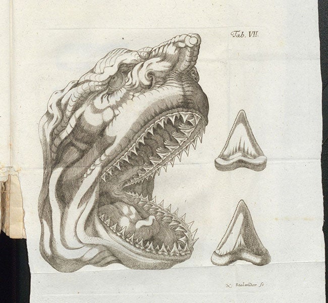 Head of a shark, after Nicolaus Steno, engraving, Gottfried Wilhelm von Leibniz, Protogaea, 1749 (Linda Hall Library)