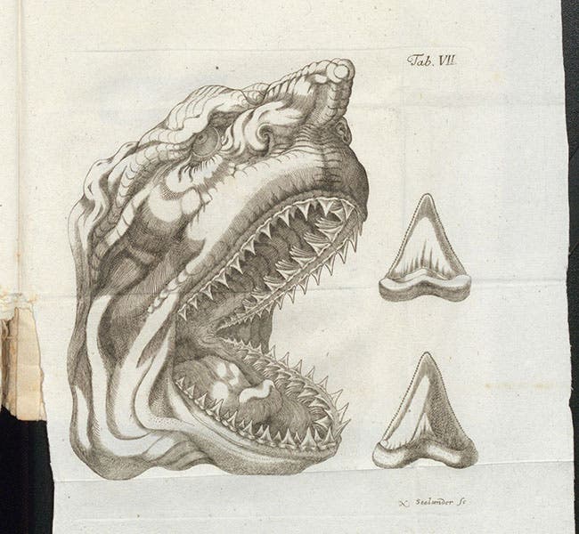 Head of a shark, after Nicolaus Steno, engraving, Gottfried Wilhelm von Leibniz, Protogaea, 1749 (Linda Hall Library)