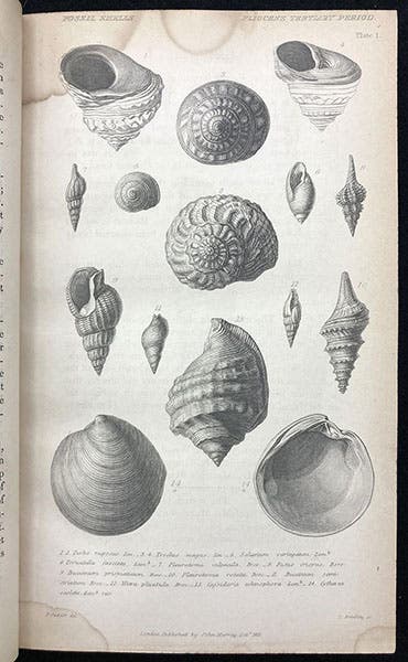 Pliocene fossil shells, drawing by Paul Oudart from the collection of Gérard Paul Deshayes, in Principles of Geology, by Charles Lyell, vol. 3, plate 1, 1833 (Linda Hall Library)