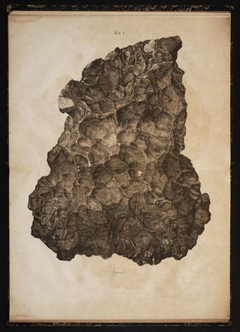 Lithograph of Agram meteorite, Karl von Schreibers, 1820 (Linda Hall Library)