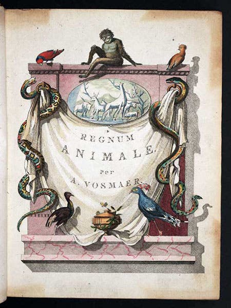 : Added engraved titlepage, with depictions of some of the animals and birds described in the book, Arnout Vosmaer, Description d'un receuil exquis d'animaux rares, 1804 (Linda Hall Library)