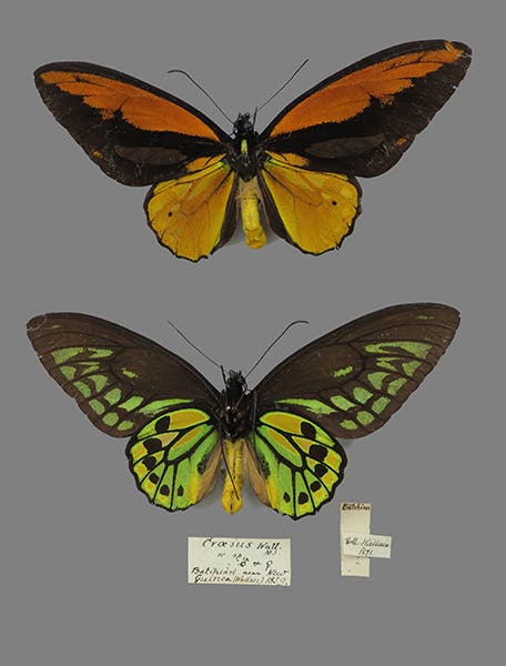 Two butterflies, including a Croesus or Golden Birdwing at top, captured by Alfred Russel Wallace and sold by Samuel Stevens, then resold in 1871 to the Museum of Natural History at Oxford (morethanadodo on wordpress)