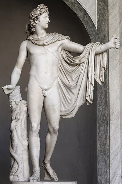 Apollo Belvedere, marble sculpture, 2nd c. CE Roman copy of a Greek bronze, acquired by Giuliano delle Rovere before he became Pope; added to the Belvedere collection, 1511, now in Pio-Clementino Museum, Rome, part of the Vatican Museums (Wikimedia commons)