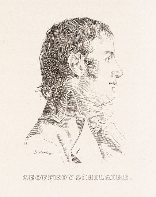 Etienne Geoffroy Saint-Hilaire (1772-1844) was only 26 when the expedition began, but was already the chair of Zoology at the Museum of Natural History in Paris. 
