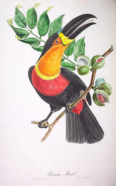 Toucan, hand-colored lithograph, Jean-Théodore Descourtilz, Oiseaux brillans du Brésil, 1834 (Natural History Museum via biodiversitylibrary.org)