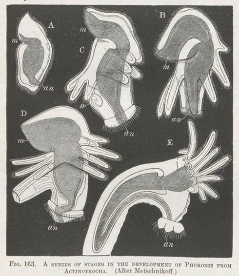 Fives stages in the development of the larva of Phoronis, a horseshoe worm, wood-engraving, in Francis M. Balfour, A Treatise on Comparative Embryology, vol. 1, 1880 (Linda Hall Library)