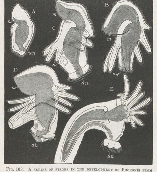 Fives stages in the development of the larva of Phoronis, a horseshoe worm, wood-engraving, in Francis M. Balfour, A Treatise on Comparative Embryology, vol. 1, 1880 (Linda Hall Library)