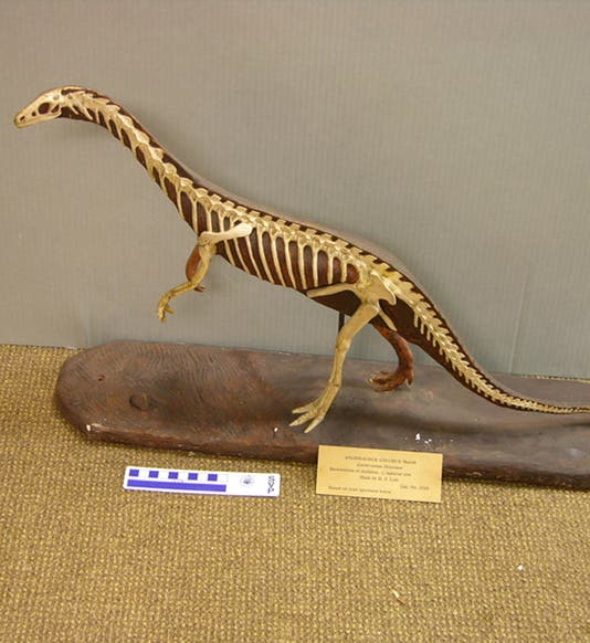 <i>Anchisaurus</i> model, left side, sculpted by Richard Swann Lull before 1912, modern photograph (Peabody Museum of Natural History)