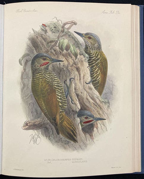 Grey-crowned woodpeckers, lithograph by Johan Keulemans, in Biologia Centrali-Americana: Aves, by Osbert Salvin and Frederick DuCane Godman, vol. 4, plate 59a, 1879-1904 (Linda Hall Library)