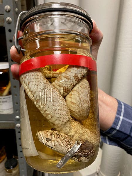 The preserved specimen of Pityophis affinus, gopher snake, , caught by Samuel W. Woodhouse, New Mexico, 1851, in the collections of the Academy of Natural Sciences of Drexel University, Philadelphia (photo courtesy of Robert M. Peck, curator and senior fellow)