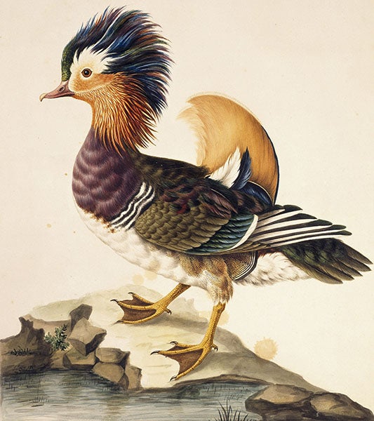 Mandarin duck from the Leverian Museum, watercolor by Sarah Stone, 1780s (Natural History Museum, London via mandarinewt on wordpress.com)
