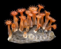 Star coral, Astroides calycularis, glass artwork by Leopold and Rudolph Blaschka, Cornell Collection, Corning Museum of Glass (digital.library.cornell.edu)