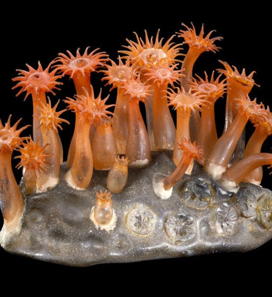 Star coral, Astroides calycularis, glass artwork by Leopold and Rudolph Blaschka, Cornell Collection, Corning Museum of Glass (digital.library.cornell.edu)