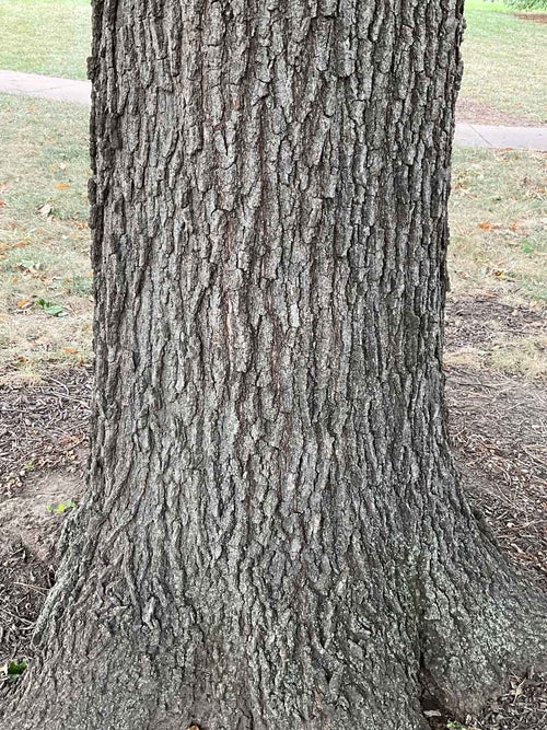 Shingle Oak bark