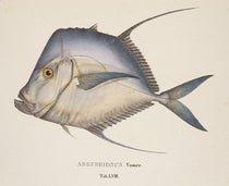 Lookdown fish, hand-colored engraving in Selecta genera et species piscium, by Johann Baptist von Spix et al., plate 58, 1829 (Linda Hall Library