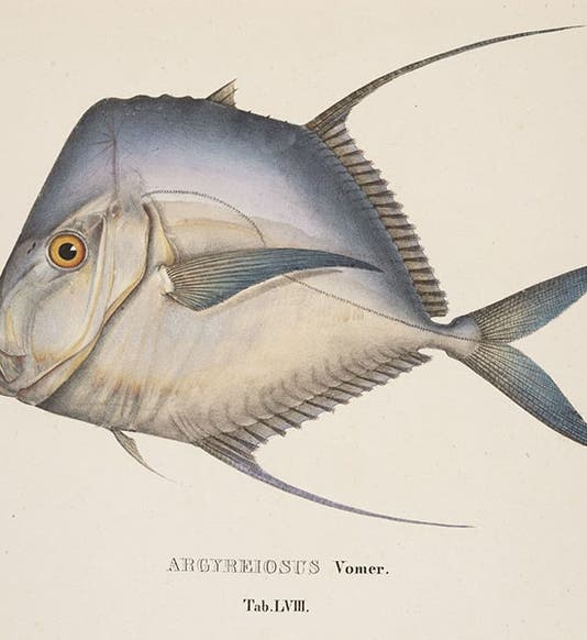Lookdown fish, hand-colored engraving in Selecta genera et species piscium, by Johann Baptist von Spix et al., plate 58, 1829 (Linda Hall Library