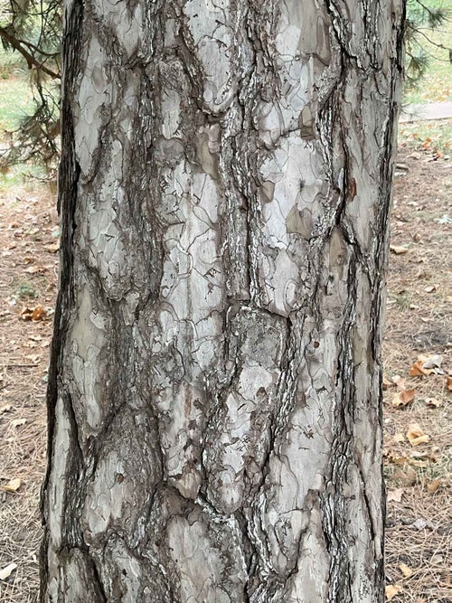 Austrian Pine bark
