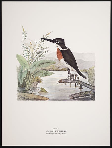 The Amazon Kingfisher, watercolor by Andrew Jackson Grayson, printed by the Arion Press in Birds of the Pacific Slope, 1986 (Linda Hall Library)