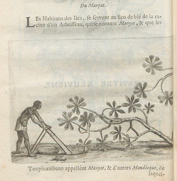 Manioc bush, with native grating the root into flour, engraving, Charles de Rochefort, Histoire naturelle et morale des iles Antilles de l'Amerique, 1658 (Linda Hall Library)