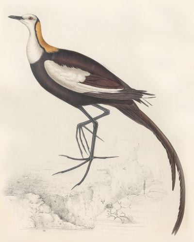 A Century of Birds from the Himalaya Mountains, by John Gould, 1832