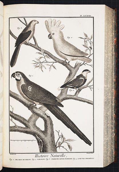 Parrots, a lory, and a cockatoo, engraving, in Encyclopédie, ed. by Denis Diderot, plate vol. 5, 1768 (Linda Hall Library)