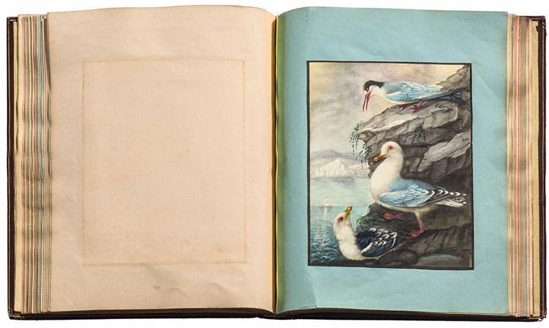 Seabirds, watercolor by Sarah Stone, from an album being offered by Hordern House in Sydney (hordern.com)