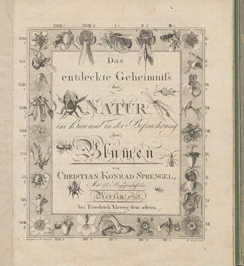 Engraved title page, Das Entdeckte Geheimniss der Natur im Bau und in der Befruchtung der Blumen, by Christian Konrad Sprengel, 1793 (Linda Hall Library)