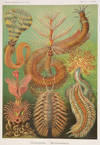 Fan worms, chromolithograph, in Kunstformen der Natur, by Ernst Haeckel, plate 96, 1899-1904 (Linda Hall Library)