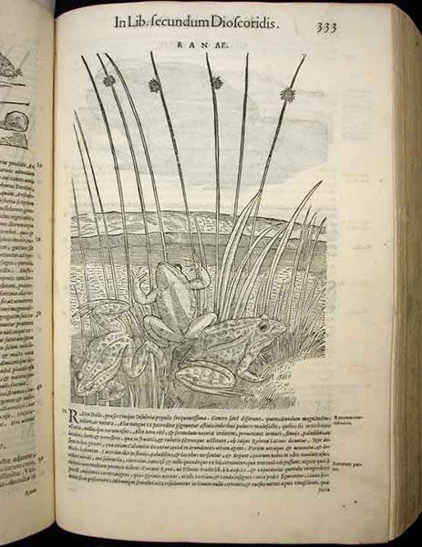 Frogs among the reeds, woodcut by Giorgio Liberale and Wolfgang Meyerpeck, in Pietro Andrea Mattioli, Commentarii in sex libros Pedacii Dioscoridis Anazarbei De medica materia, 1565 (Linda Hall Library)