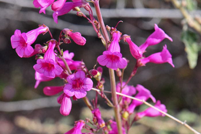 Parry’s penstemon (Parry’s beardtongue), named by Asa Gray, recent photo (southwestdesertflora.com)