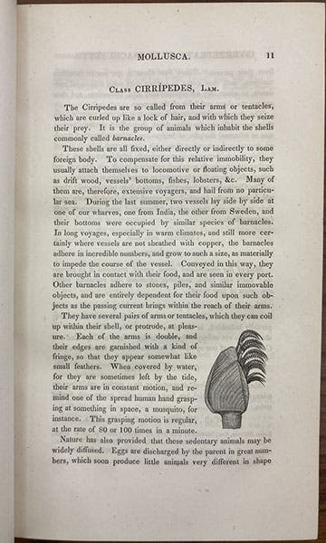 Page on barnacles (Cirripedes), with a wood engraving, under heading of “Mollusca,” Report on the Invertebrata of Massachusetts, by Augustus A. Gould, 1841 (Linda Hall Library)