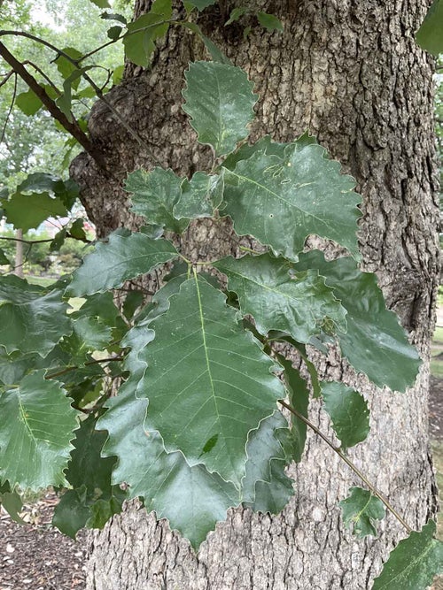 Chinkapin Oak leaf