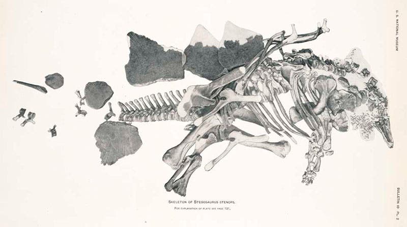 Original mount of Stegosaurus stenops in the U.S. National Museum (USNM), 1914 (Linda Hall Library)